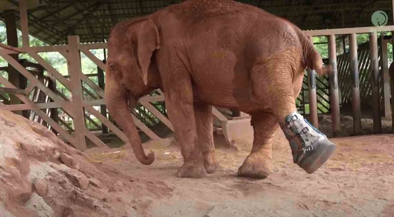 Elephant Get Prosthetic Leg For The First Time