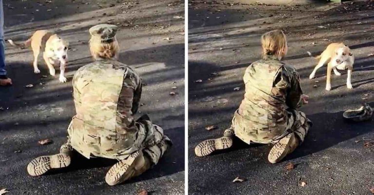 dog has adorable delayed reaction to mom coming home