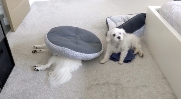naughty old dog