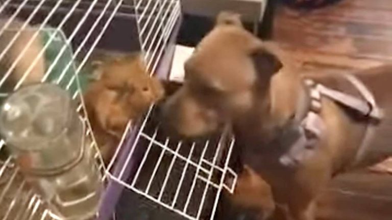 Sweet Pit Bull Wants To Befriend Guinea Pigs But They Have Other Ideas