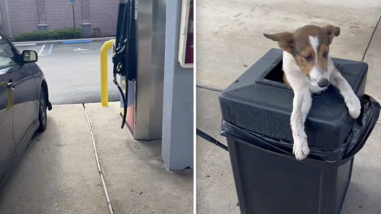 puppies found in trash