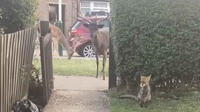 animals appear in womans yard