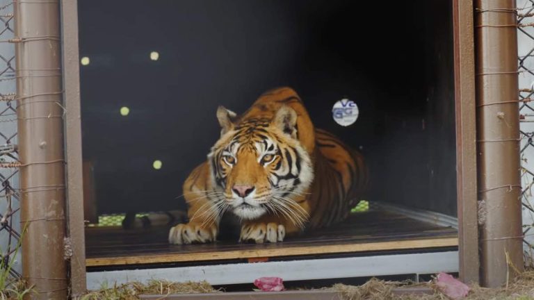 tiger in train car for 15 years freed