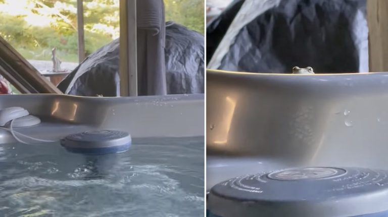 tree frog spies at hot tub