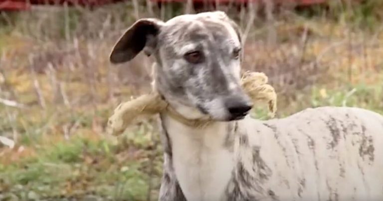 galgos saved after abandoned by hunters