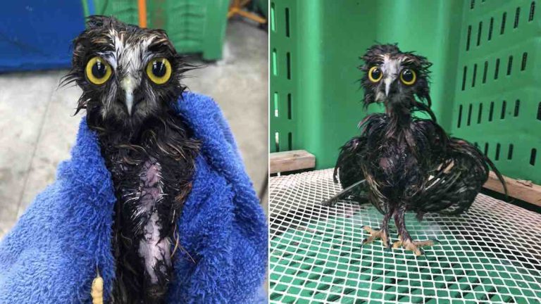 rescued ruru given a bath