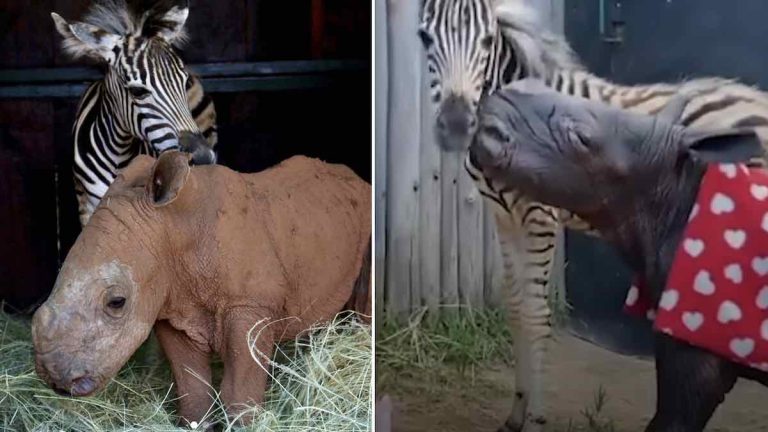 baby rhino and baby zebra are friends.