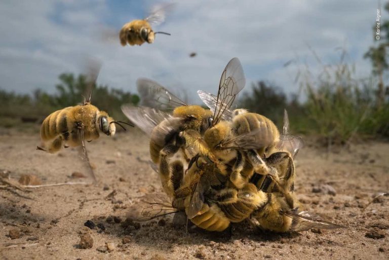 Karine Aigner Buzzing Bees / WPOTY 2022