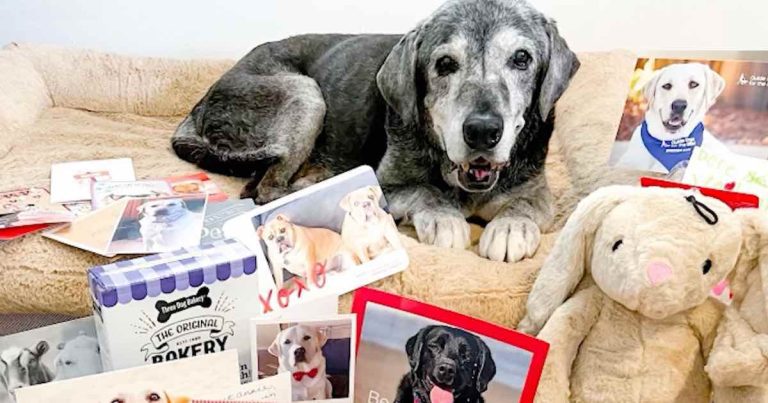 19 year old dog rescued and enjoying bucket list