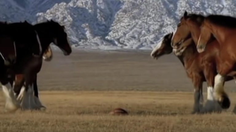 Budweiser horses play football