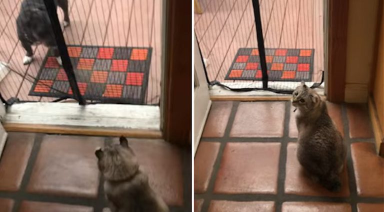 cat and dog go through mesh screen