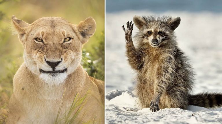 comedy wildlife awards finalists 2022