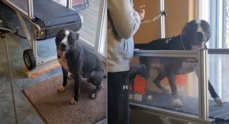 dog excited to go on treadmill