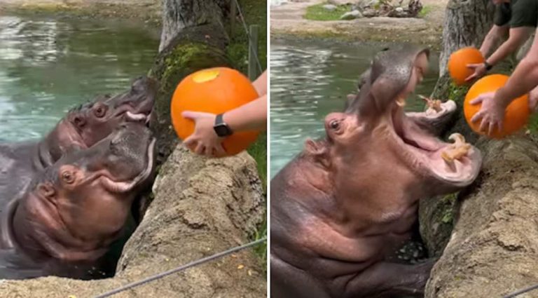 hippos eat pumpkins