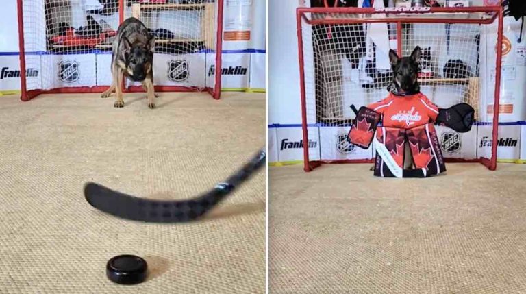 Maggie the goalie dog @maggiethegoalie