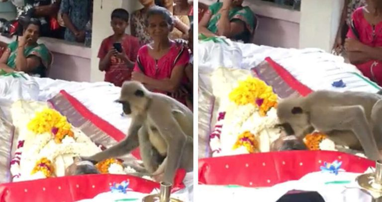 Monkey Shows Up At Funeral To Pay Her Respects To Man Who Fed Her