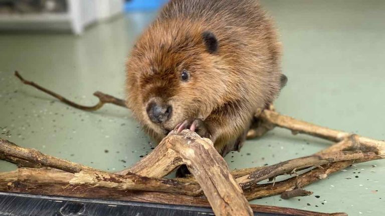 Nibi the beaver @NewhouseWildlifeRescue
