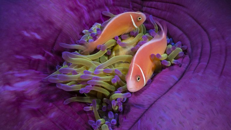 Winners of Ocean Photographer of the Year Awards Highlight Mystery and Adventure Underwater