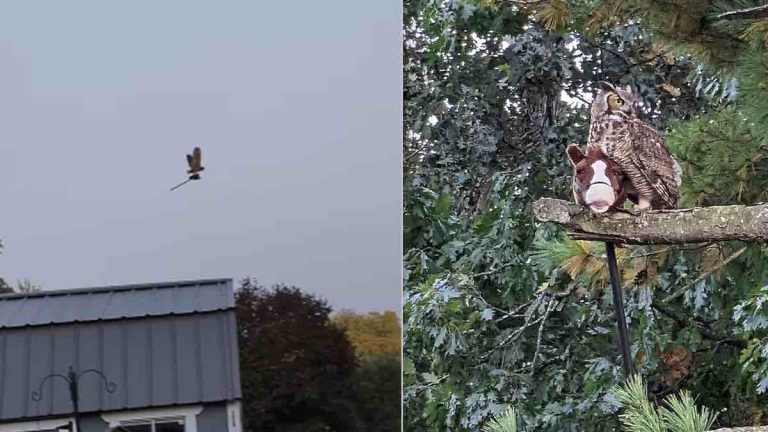 owl captures hobby horse