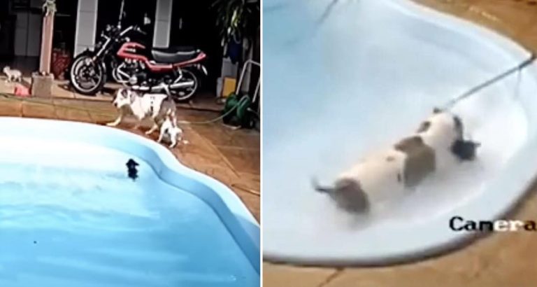 pit bull rescues little dog from drowning in pool