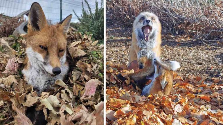 Rescued Foxes Have Fun In Autumn Leaves Children Gathered For Them