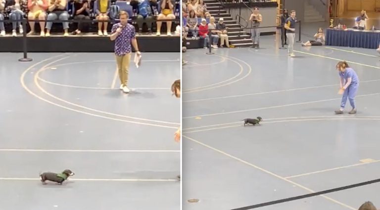 senior doxie in race