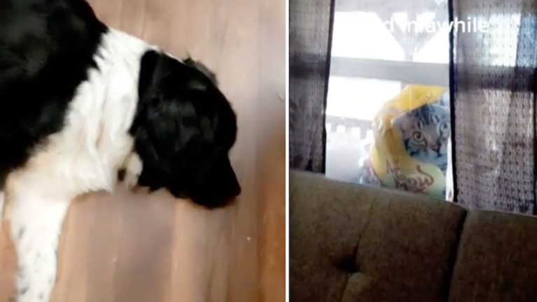 Family Figures Out Funny Reason Their Dog Barked At Window All Night Long