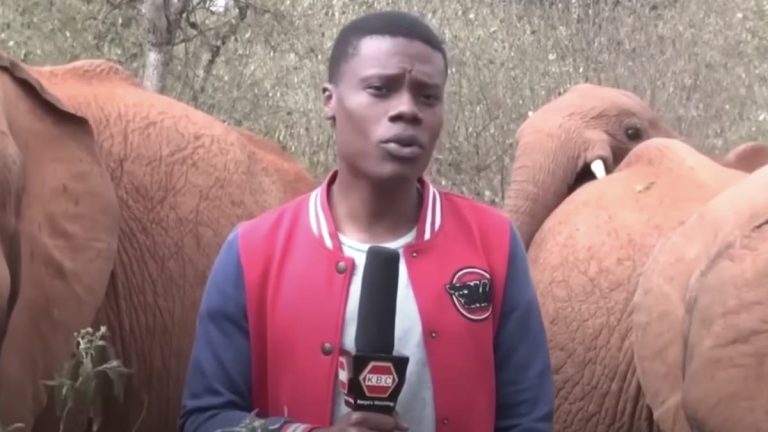baby elephant interrupts reporter
