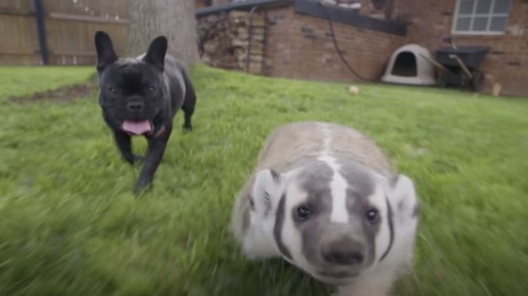 badger befriends dog