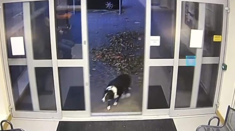 lost dog goes to police station