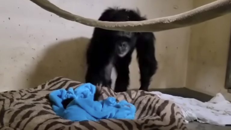 chimp Mahale reunites with her baby