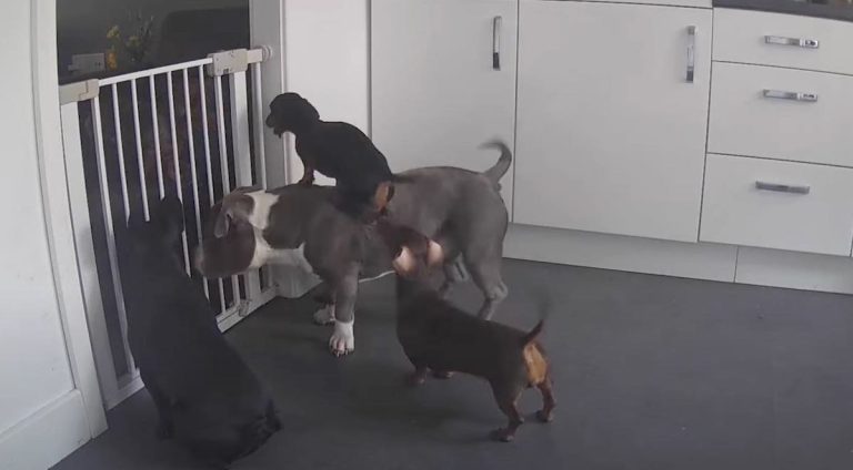 dachshund uses pit bull to escape