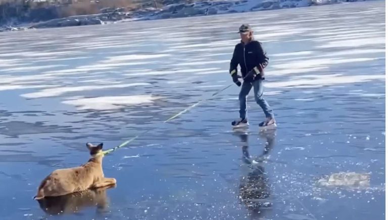 man tows deer stuck on ice