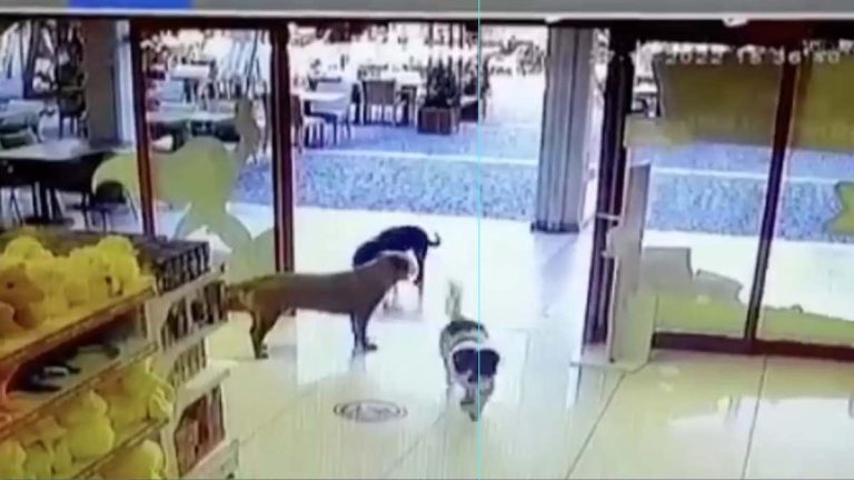 dogs organize store heist