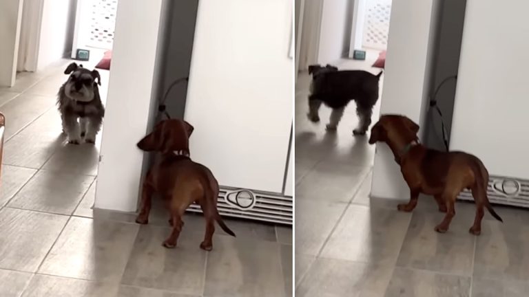 dogs play hide-and-seek