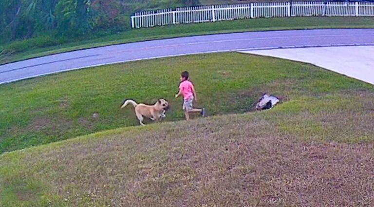 german shepherd protects his boy