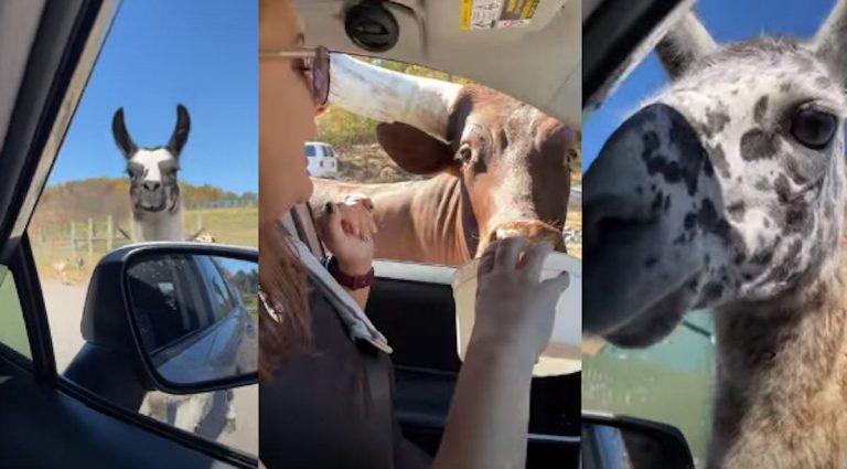 drive thru safari with sisters