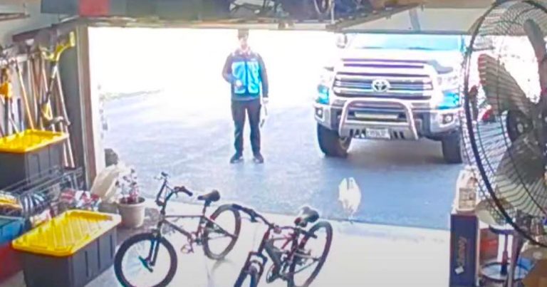 chicken vs amazon driver
