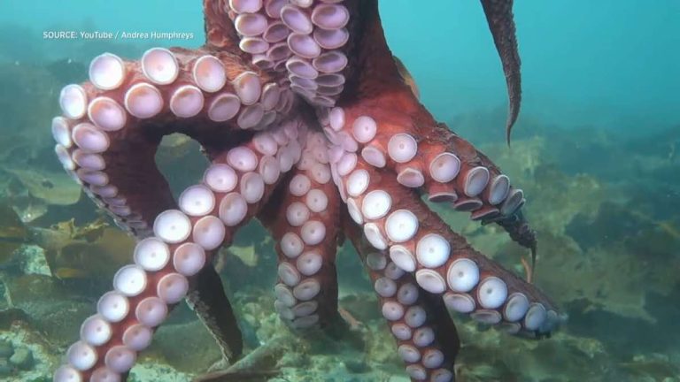 octopus gives diver a hug
