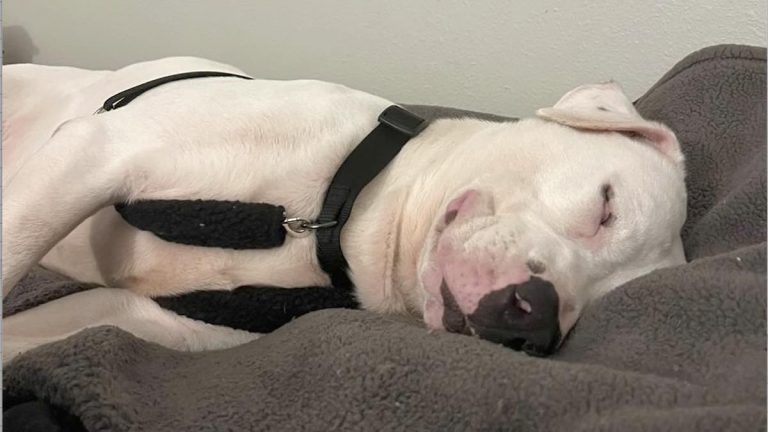 Adopted Pup Makes ‘Smile Of A Dog Who Knows He’s Home’ After Being Overlooked At Shelter