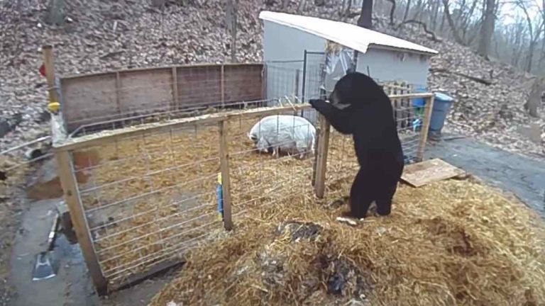 pig fights bear