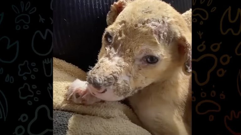 Street Puppy Found Badly Burned Is So Excited To Meet Her Forever Family