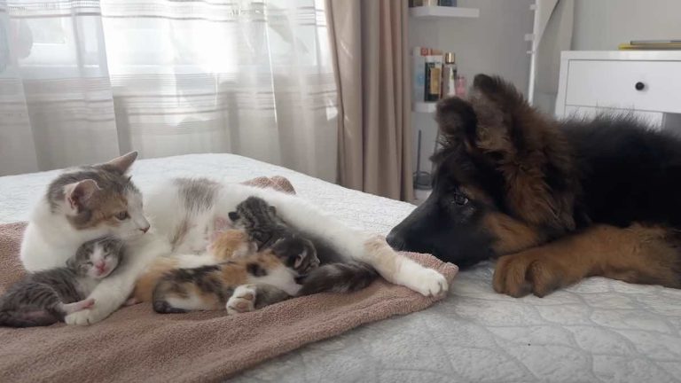 German Shepherd Puppy Meets Cat’s Newborn Kittens for the First Time