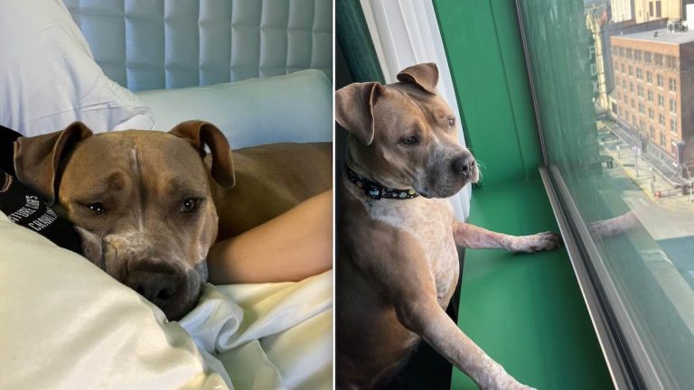 dog shot in legs recovering needs foster
