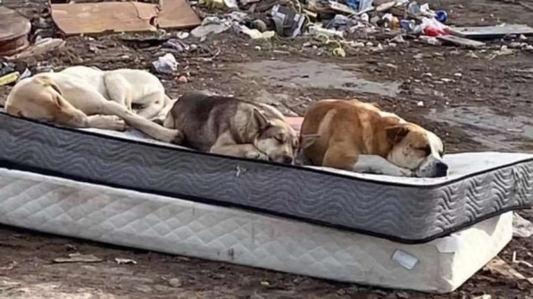 three dogs rescued from dump