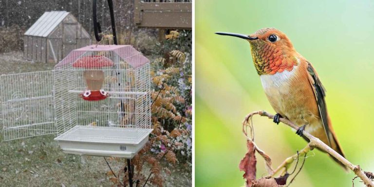 rufous hummingbird rescue