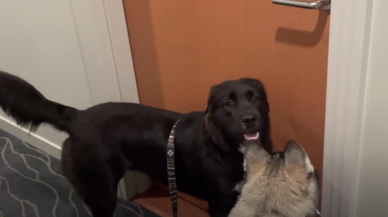 Dog Knocks On Door Of Her Best Friend Every Day To Play