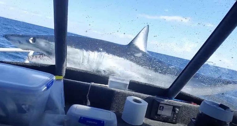 shark on boat