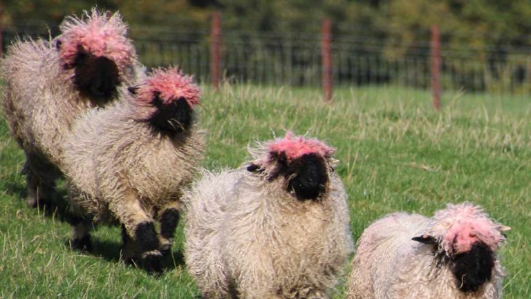 Rare Sheep Become ‘Fashion Icons’ After Accidentally Getting Pink Hairdos