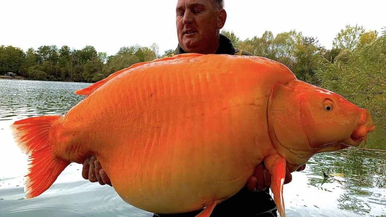 bright orange large carp reeled in